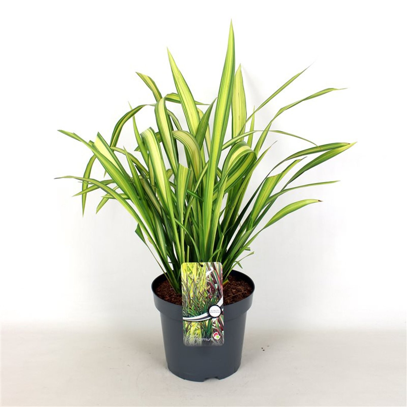 Phormium 'Yellow Wave' - C7.5 40-60 CM